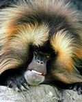 pic for Gelada Baboon, Monday Morning